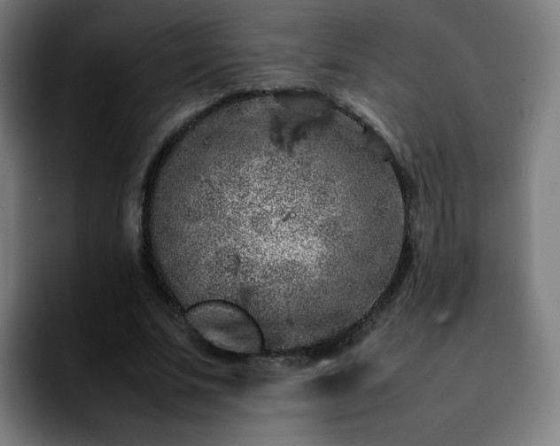 X0000092220679200709211008