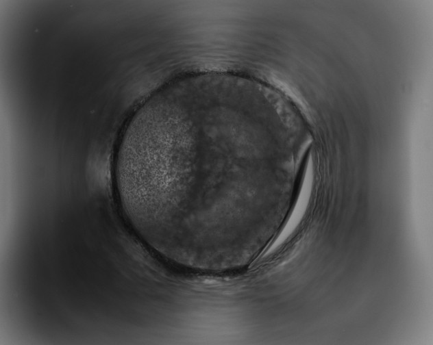 X0000092220681200709211008