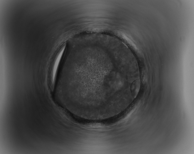 X0000092220685200709211008