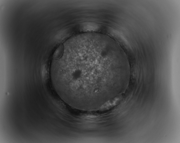 X0000092220743200709211007
