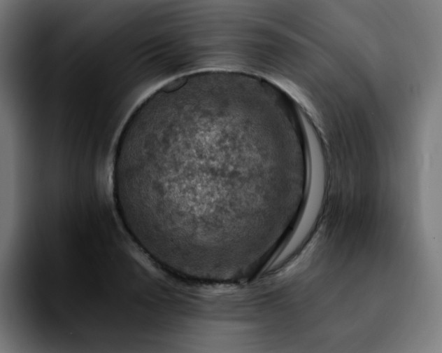 X0000092220846200709211006