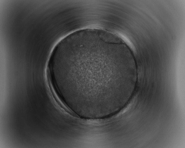 X0000092220944200709211005