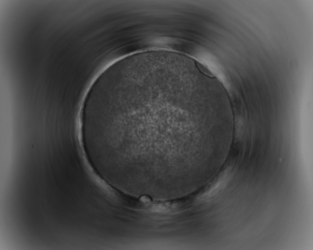 X0000092220955200709211005