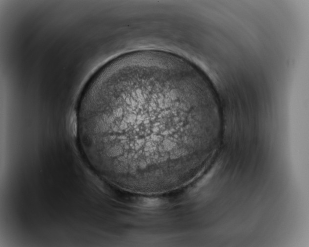 X0000092221509200709210958