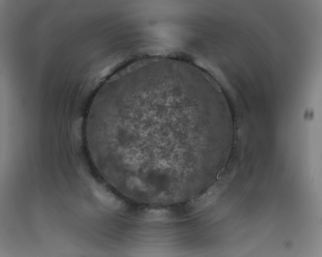 X0000092220066200709281052