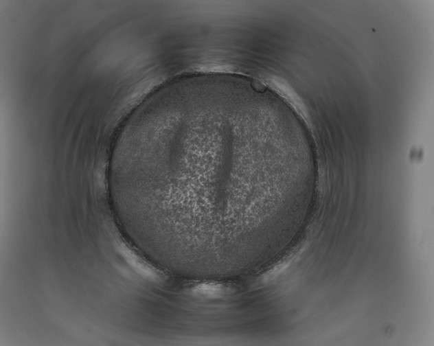 X0000092220441200709281046
