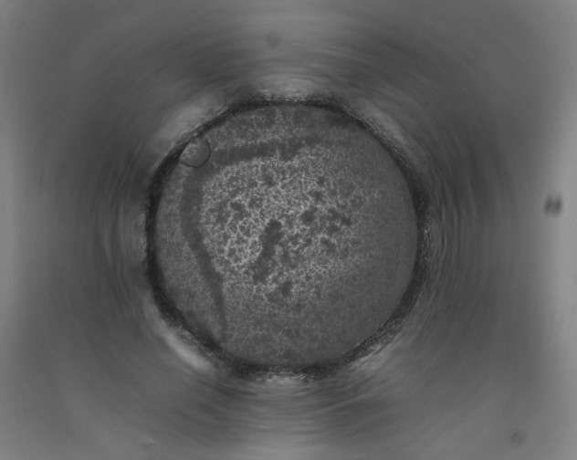 X0000092220638200709281044