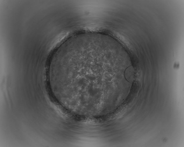 X0000092220738200709281042