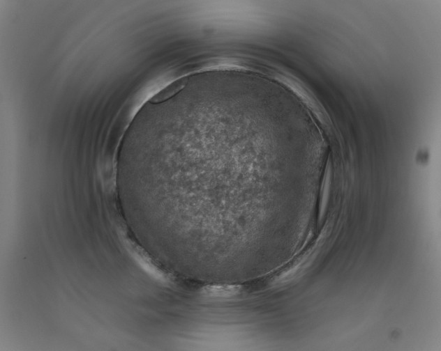 X0000092220858200709281042