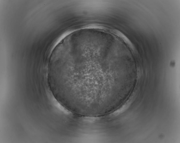 X0000092220860200709281042