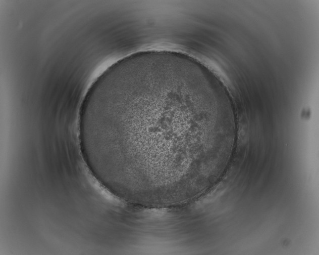 X0000092220990200709281039