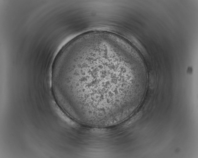 X0000092221036200709281039