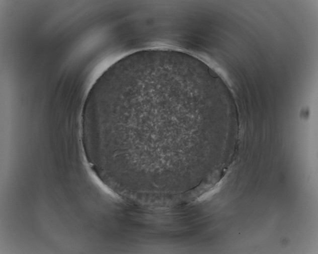 X0000092221239200709281037