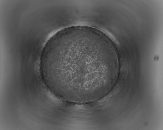 X0000092221264200709281036