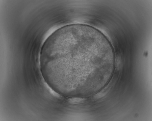 X0000092221294200709281036