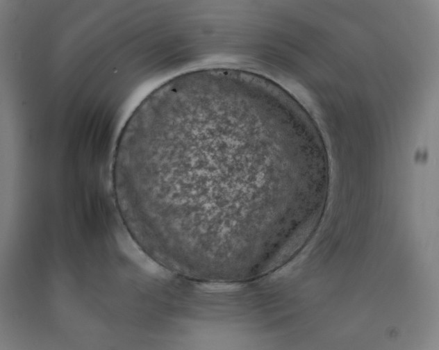 X0000092221296200709281036