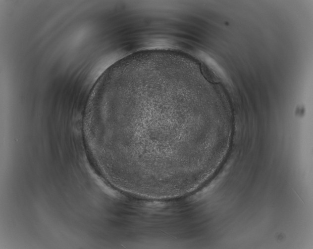 X0000092221329200709281035