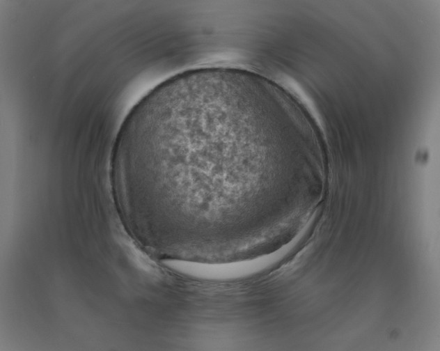 X0000092221336200709281035