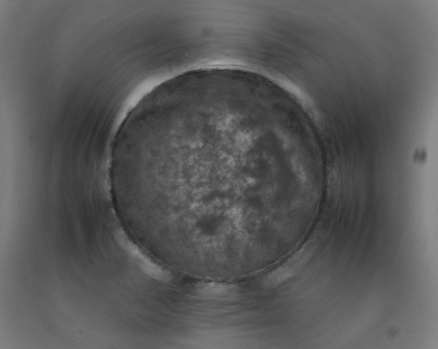 X0000092221374200709281035
