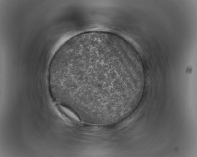 X0000092221375200709281035