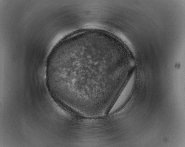 X0000092221376200709281035