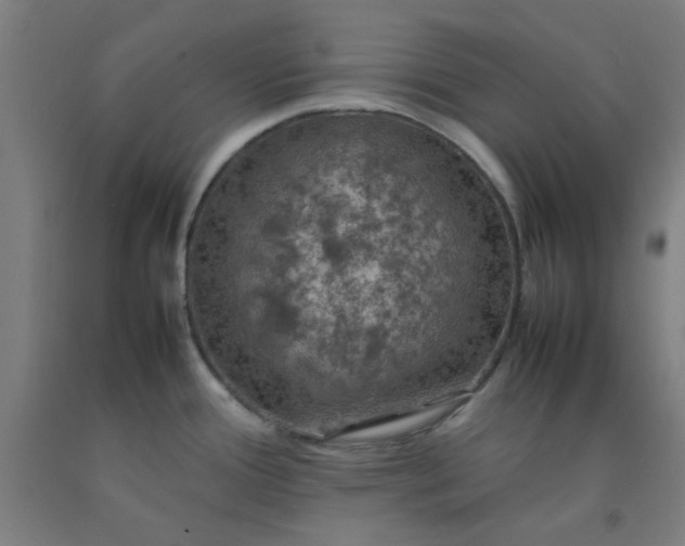 X0000092221388200709281034