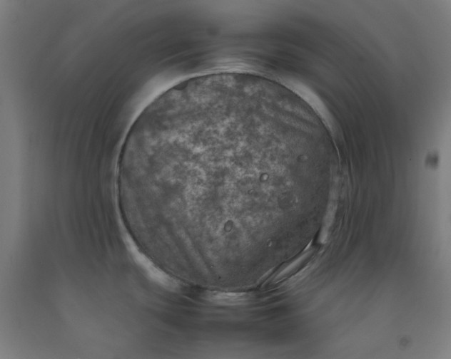 X0000092221439200709281034