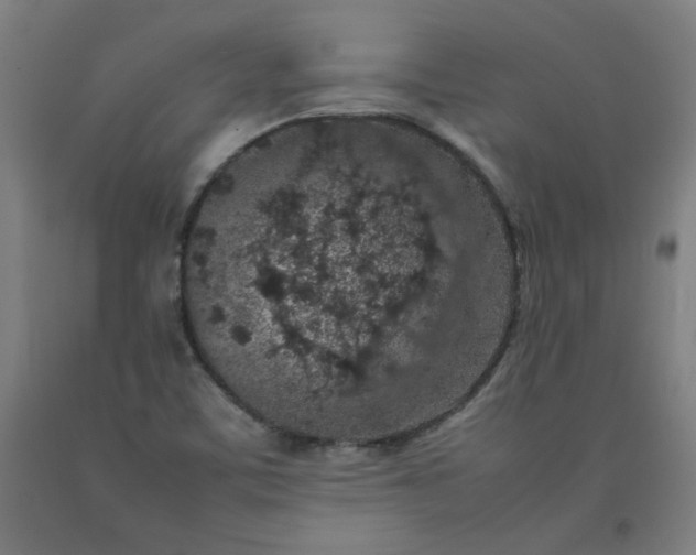 X0000092221459200709281033