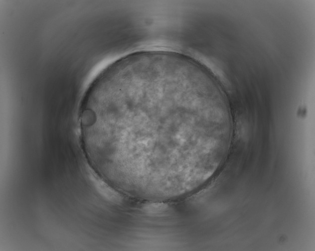 X0000092221462200709281033