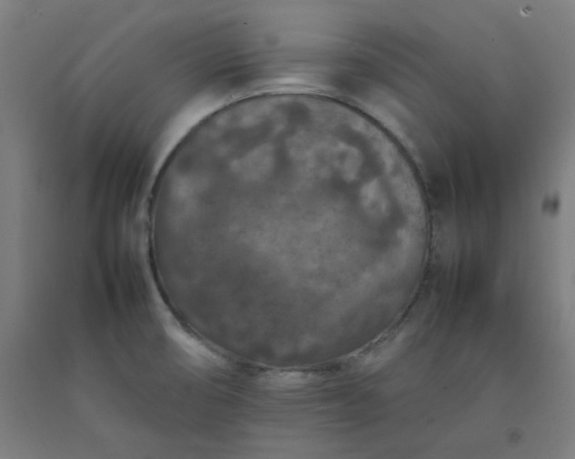 X0000092221474200709281033