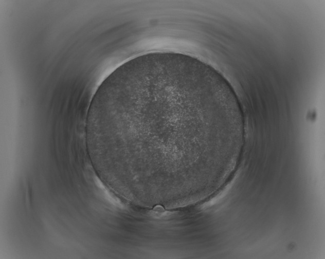 X0000092221529200709281033