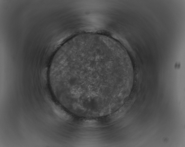 X0000092220066200710051207