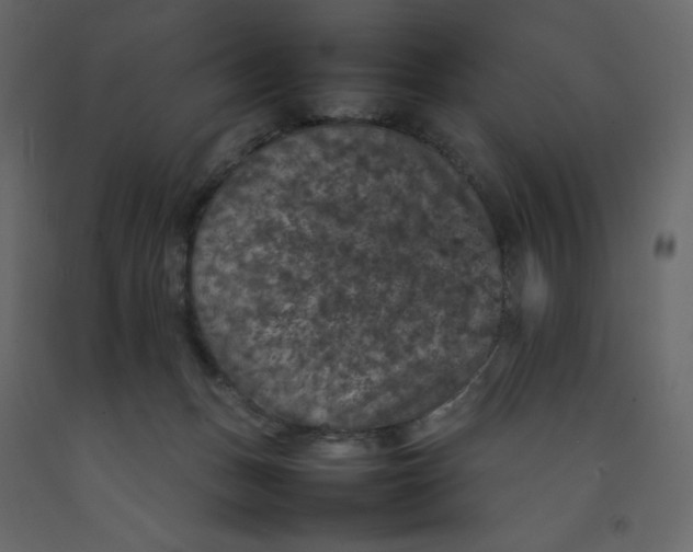 X0000092220175200710051206
