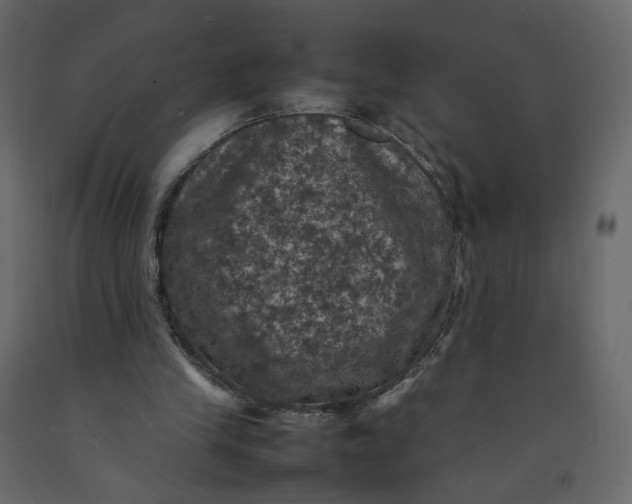 X0000092220245200710051204