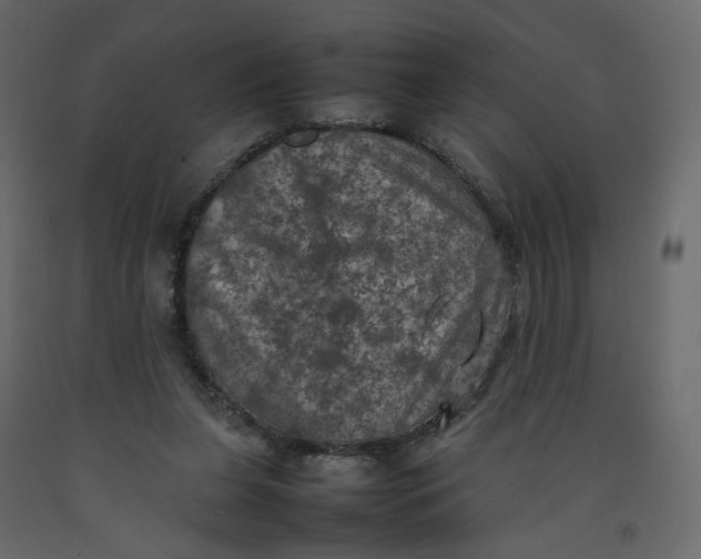 X0000092220255200710051204