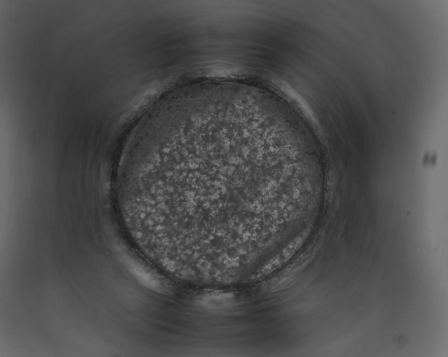 X0000092220257200710051204