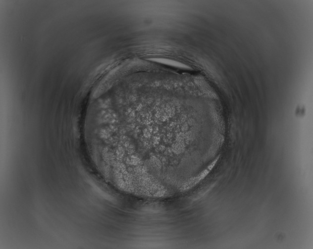 X0000092220258200710051204