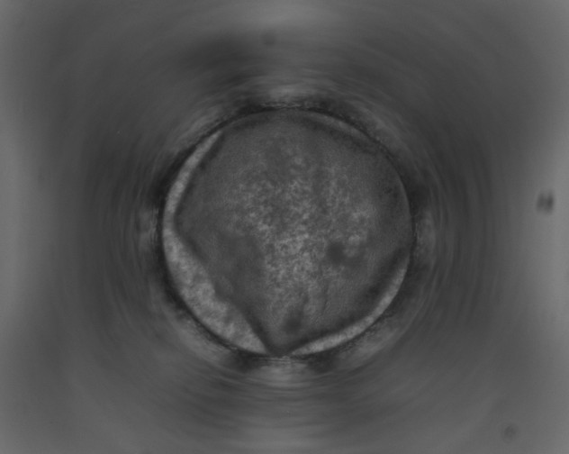 X0000092220278200710051204