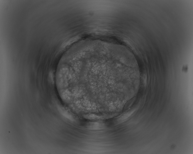 X0000092220286200710051204