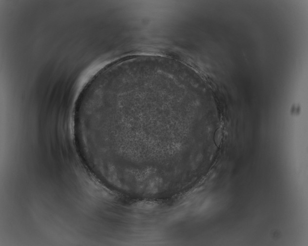 X0000092220294200710051204