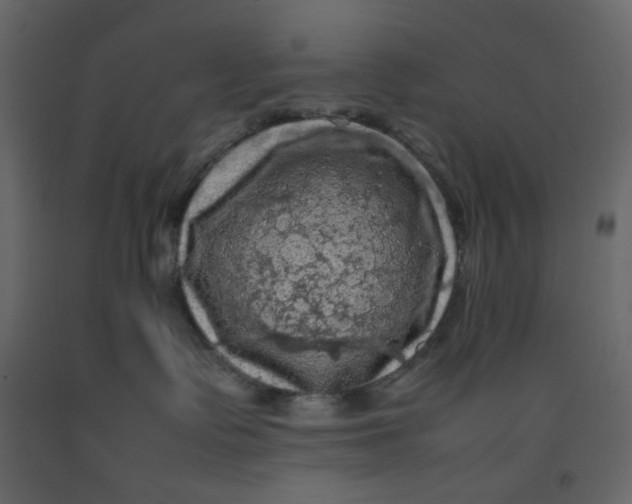 X0000092220335200710051203