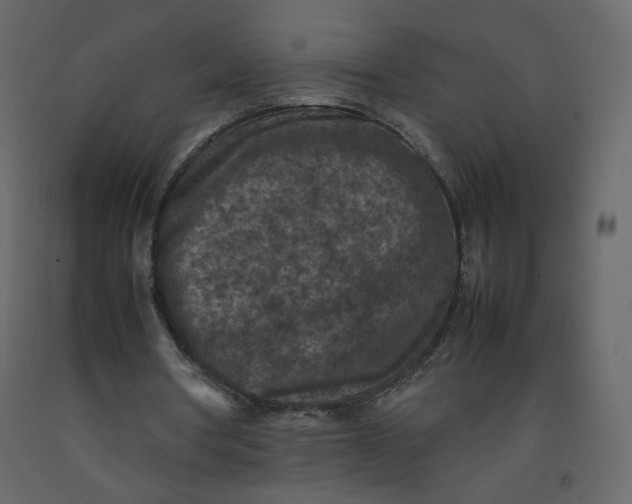 X0000092220386200710051203