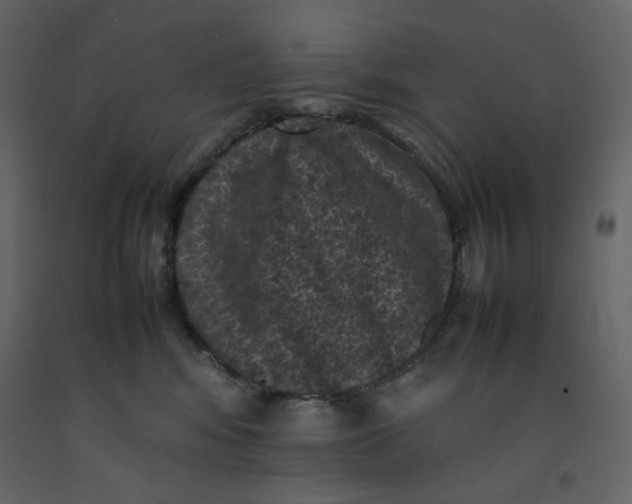 X0000092220424200710051202
