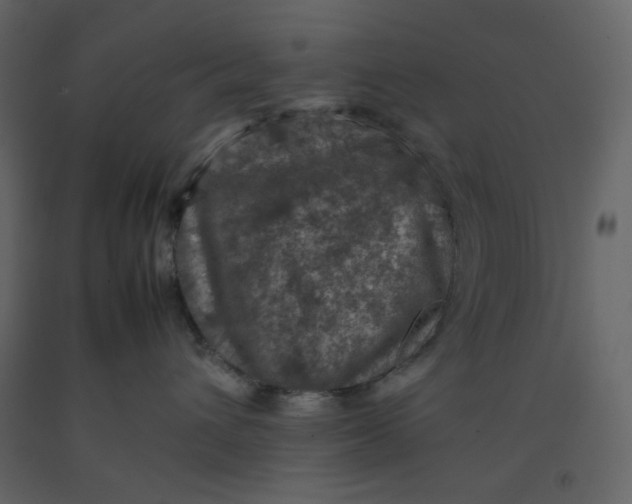 X0000092220432200710051202