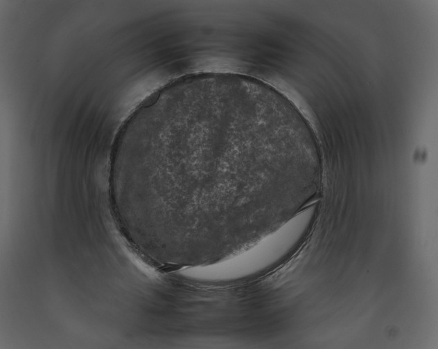 X0000092220437200710051202