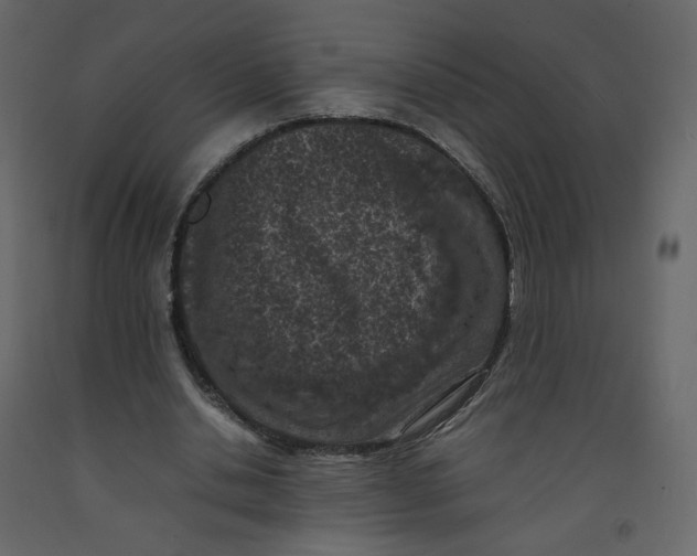 X0000092220438200710051202