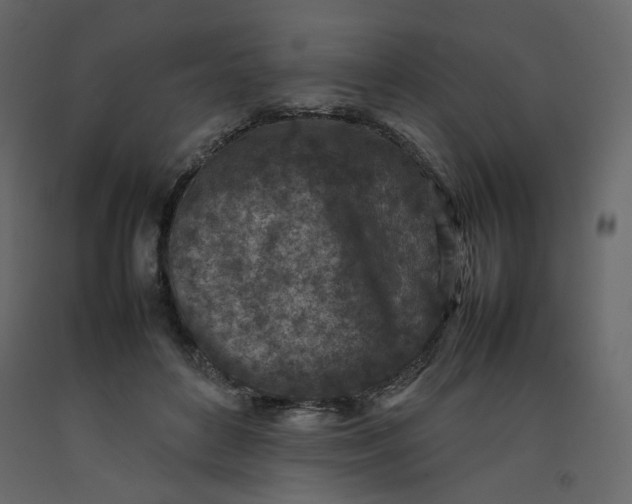 X0000092220504200710051201