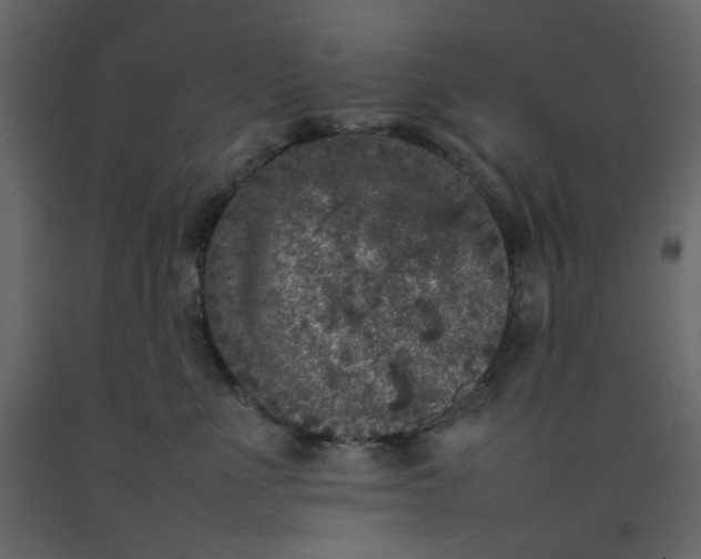 X0000092220523200710051201