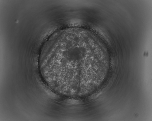 X0000092220545200710051201