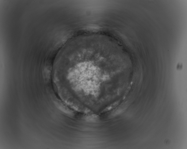 X0000092220576200710051201